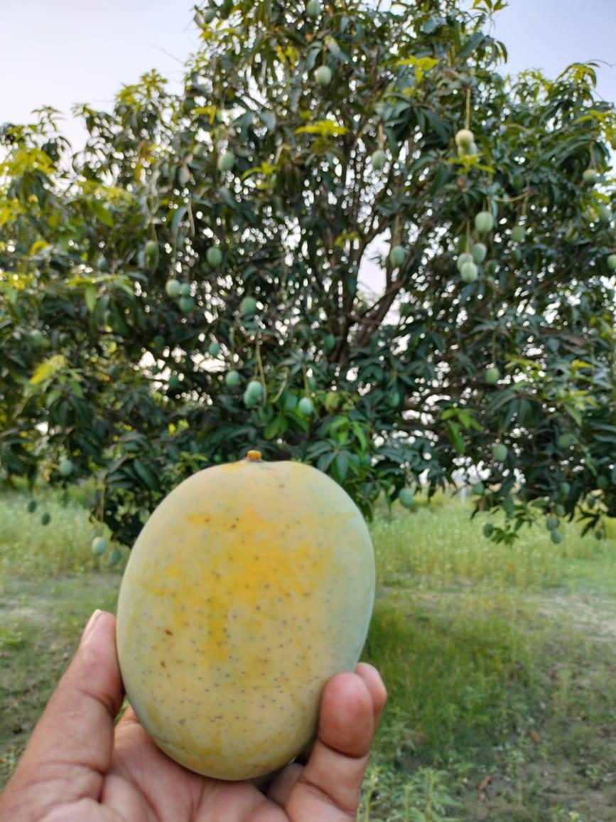 Saroli Mango Export Quality (Fast & Free TCS Delivery) - Image 2