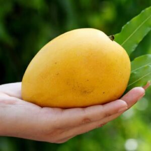 Saroli Mango Export Quality (Fast & Free TCS Delivery)